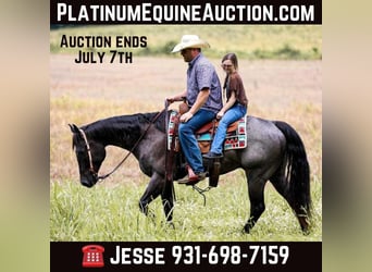 American Quarter Horse, Gelding, 6 years, 15.2 hh, Roan-Blue