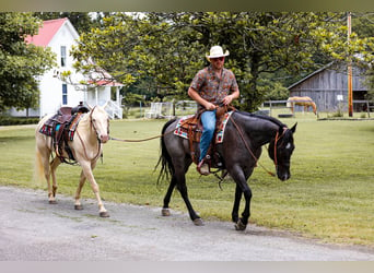 American Quarter Horse, Gelding, 6 years, 15.2 hh, Roan-Blue