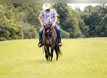 American Quarter Horse, Gelding, 6 years, 15.2 hh, Roan-Blue