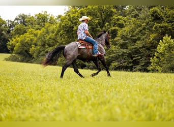 American Quarter Horse, Gelding, 6 years, 15.2 hh, Roan-Blue