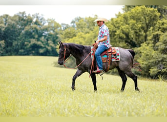 American Quarter Horse, Gelding, 6 years, 15.2 hh, Roan-Blue