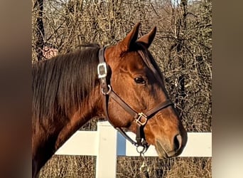 American Quarter Horse, Gelding, 6 years, 15.2 hh, Roan-Red
