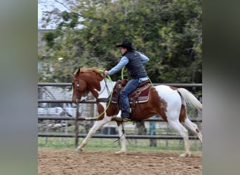 American Quarter Horse, Gelding, 6 years, 15.2 hh, Tobiano-all-colors