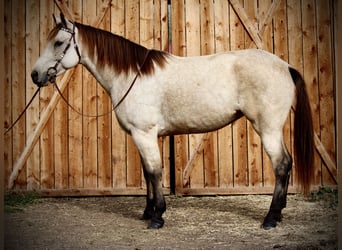 American Quarter Horse, Gelding, 6 years, 15.3 hh, Buckskin
