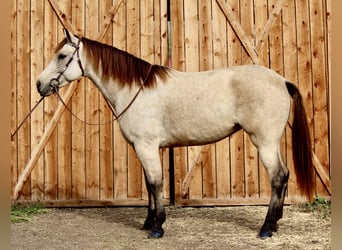 American Quarter Horse, Gelding, 6 years, 15.3 hh, Buckskin