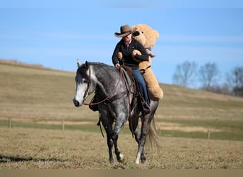 American Quarter Horse, Gelding, 6 years, 15.3 hh, Grey