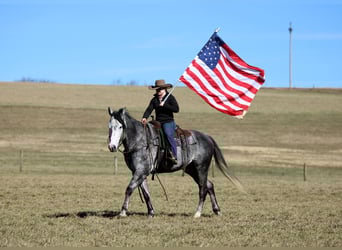 American Quarter Horse, Gelding, 6 years, 15.3 hh, Grey