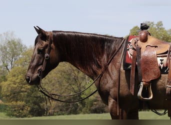 American Quarter Horse, Gelding, 6 years, 15.3 hh, Grullo