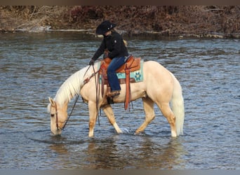 American Quarter Horse, Gelding, 6 years, 15,3 hh, Palomino