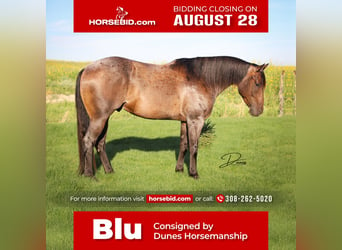 American Quarter Horse, Gelding, 6 years, 15.3 hh, Roan-Bay