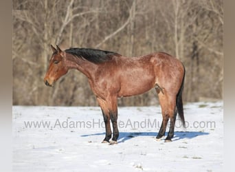 American Quarter Horse, Gelding, 6 years, 15.3 hh, Roan-Bay