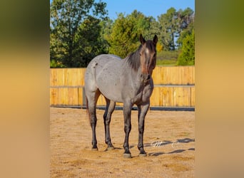 American Quarter Horse, Gelding, 6 years, 15.3 hh, Roan-Blue