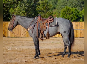 American Quarter Horse, Gelding, 6 years, 15.3 hh, Roan-Blue