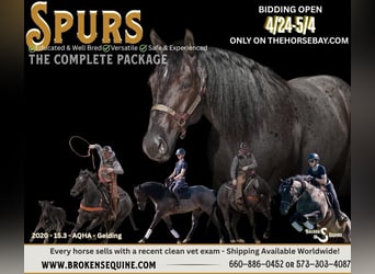 American Quarter Horse, Gelding, 6 years, 15.3 hh, Roan-Blue