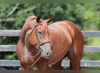 American Quarter Horse, Wallach, 6 Jahre, 15,3 hh, Roan-Red