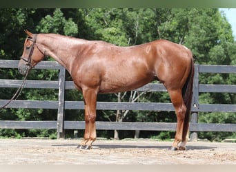 American Quarter Horse, Wallach, 6 Jahre, 15,3 hh, Roan-Red