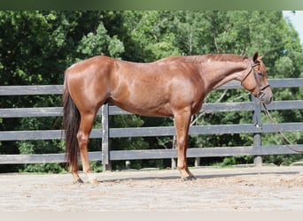 American Quarter Horse, Wallach, 6 Jahre, 15,3 hh, Roan-Red