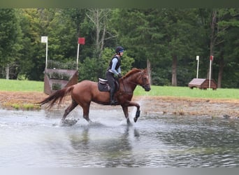 American Quarter Horse, Wallach, 6 Jahre, 15,3 hh, Roan-Red