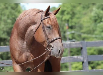 American Quarter Horse, Wallach, 6 Jahre, 15,3 hh, Roan-Red