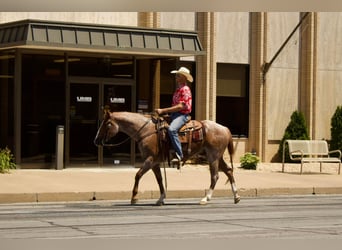 American Quarter Horse, Gelding, 6 years, 15.3 hh, Roan-Red