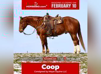 American Quarter Horse, Gelding, 6 years, 15.3 hh, Sorrel