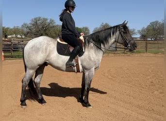 American Quarter Horse, Gelding, 6 years, 15.3 hh
