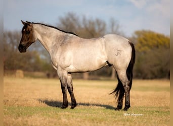 American Quarter Horse, Gelding, 6 years, 15.3 hh