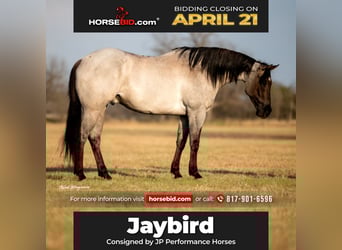 American Quarter Horse, Gelding, 6 years, 15.3 hh