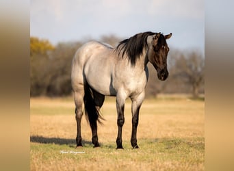 American Quarter Horse, Gelding, 6 years, 15.3 hh