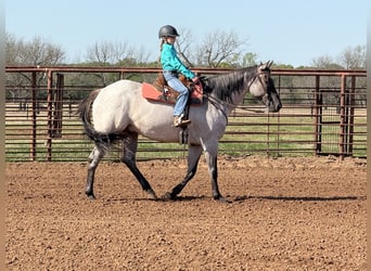 American Quarter Horse, Gelding, 6 years, 15.3 hh