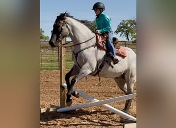 American Quarter Horse, Gelding, 6 years, 15.3 hh