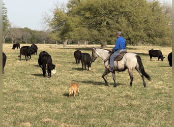 American Quarter Horse, Gelding, 6 years, 15.3 hh