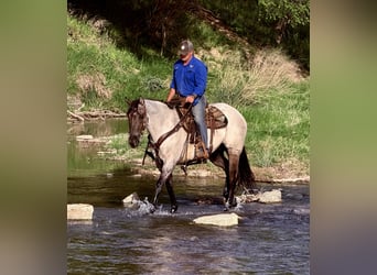 American Quarter Horse, Gelding, 6 years, 15.3 hh