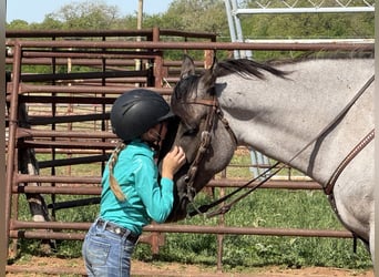 American Quarter Horse, Gelding, 6 years, 15.3 hh