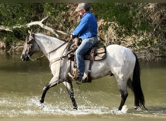 American Quarter Horse, Gelding, 6 years, 15.3 hh