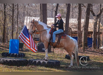 American Quarter Horse Mix, Gelding, 6 years, 15,3 hh