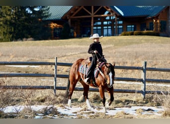 American Quarter Horse, Gelding, 6 years, 15 hh, Bay