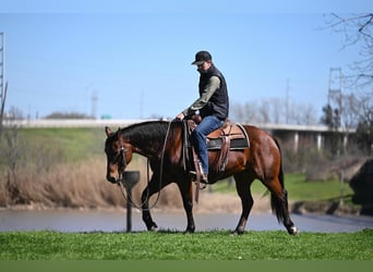 American Quarter Horse, Gelding, 6 years, 15 hh, Bay