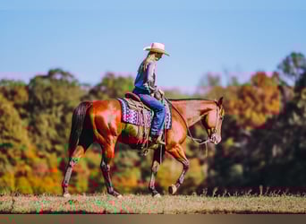 American Quarter Horse, Gelding, 6 years, 15 hh, Bay