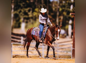 American Quarter Horse, Gelding, 6 years, 15 hh, Bay