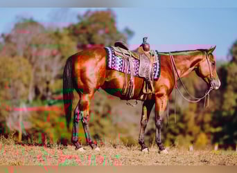 American Quarter Horse, Gelding, 6 years, 15 hh, Bay