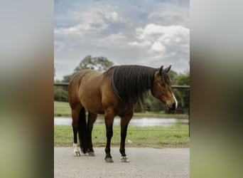 American Quarter Horse, Gelding, 6 years, 15 hh, Bay