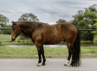 American Quarter Horse, Gelding, 6 years, 15 hh, Bay