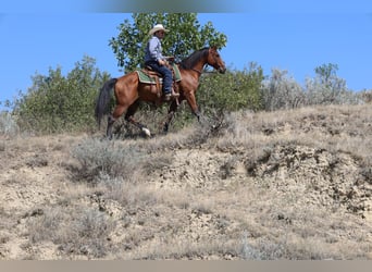 American Quarter Horse, Gelding, 6 years, 15 hh, Bay