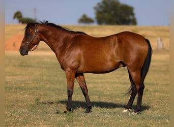 American Quarter Horse, Gelding, 6 years, 15 hh, Bay