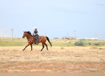 American Quarter Horse, Gelding, 6 years, 15 hh, Bay