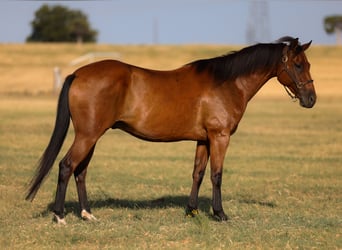 American Quarter Horse, Gelding, 6 years, 15 hh, Bay