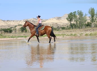 American Quarter Horse, Gelding, 6 years, 15 hh, Bay