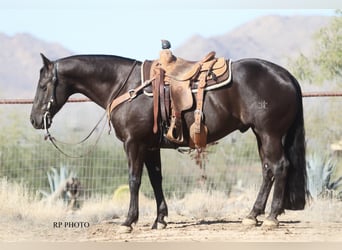 American Quarter Horse, Gelding, 6 years, 15 hh, Black