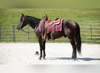 American Quarter Horse, Gelding, 6 years, 15 hh, Black